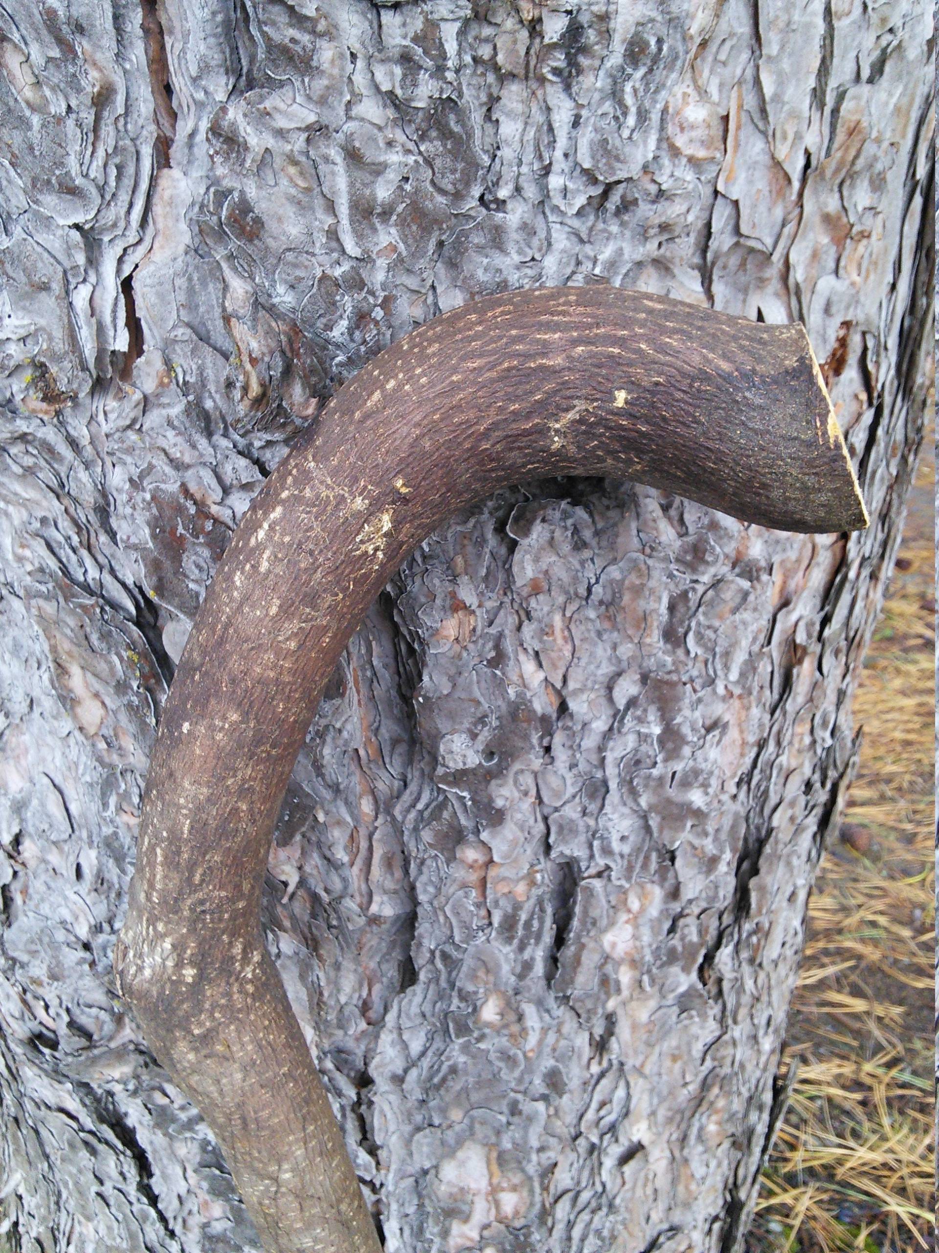 Unfertige Ahorncane 92cm Bark On von Etsy - canesUmake