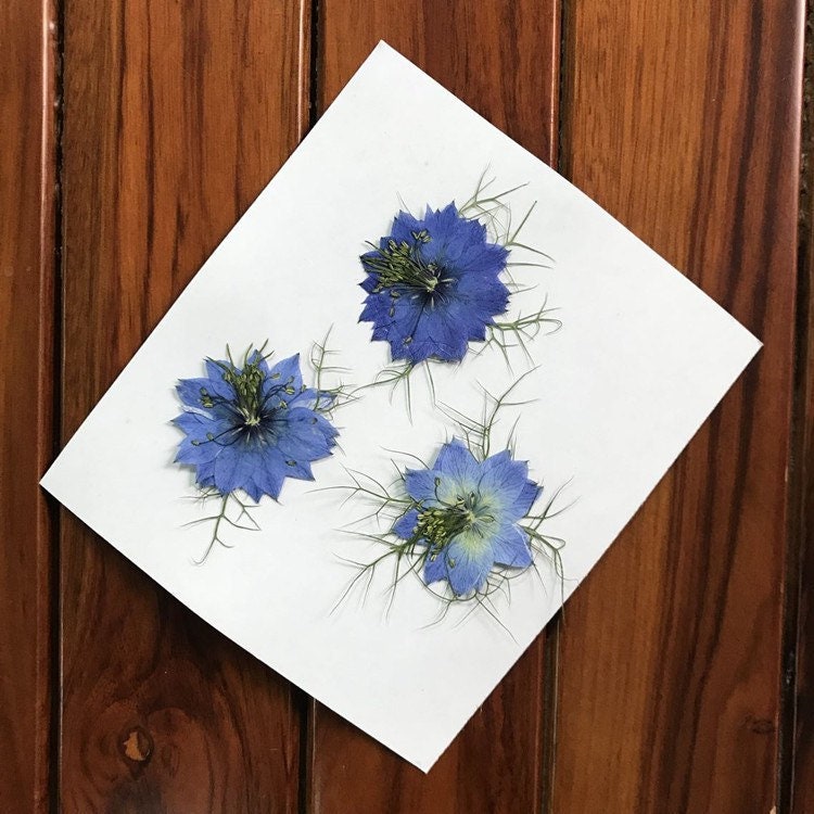 10st Gepresste Trockenblumen Nigella Blumen Pflanzen Epoxy Resin Harz Füllung 40mm 10st Gepresste Trockenblumen Nigella Blumen Pflanzen Epoxy Resin Harz Füllung 40mm von Etsy - fanfandesignstudio