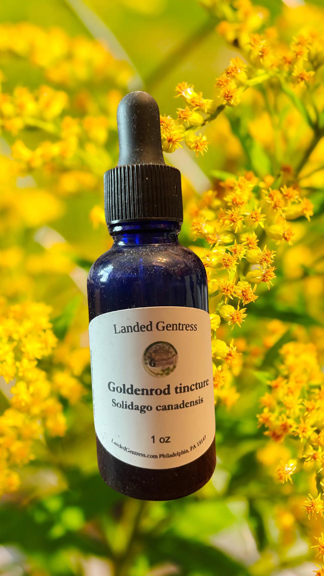 Goldruten-Tinktur Goldruten-Tinktur von Etsy - landedgentress