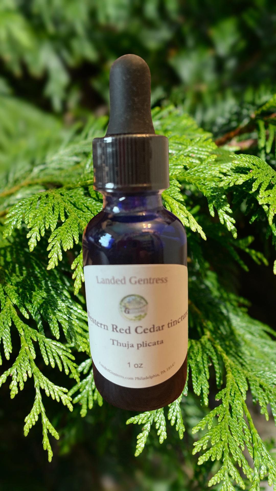 Western Red Cedar Western Red Cedar von Etsy - landedgentress