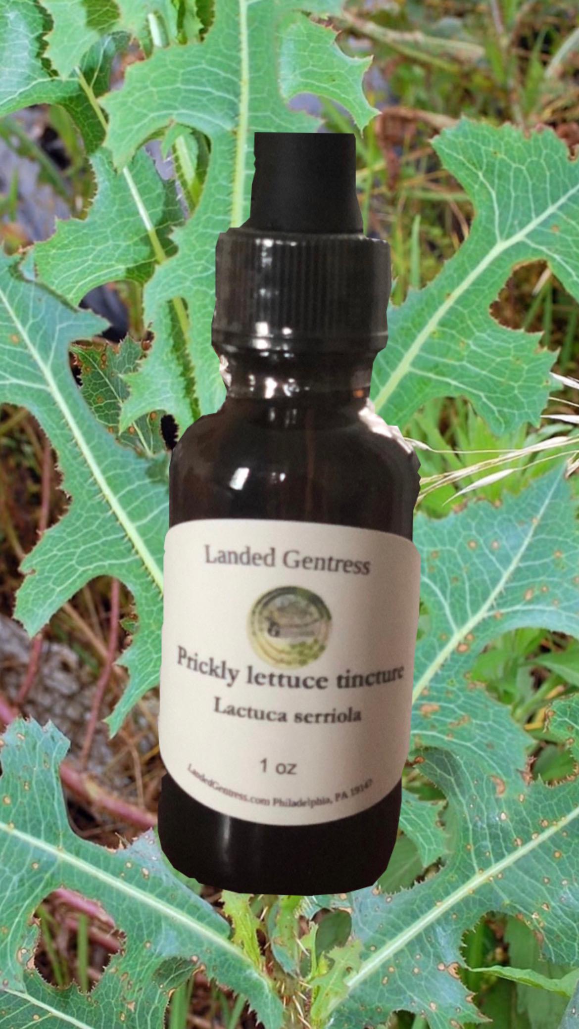stachelige Kopfsalat Tinktur stachelige Kopfsalat Tinktur von Etsy - landedgentress