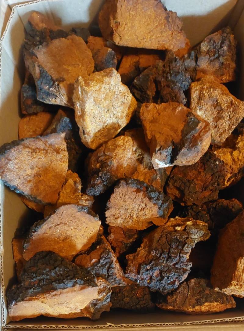 Wilder Chaga Pilz Brocken 1500G Getrocknet Schiefer Schillerporling von Etsy - vitalpilze