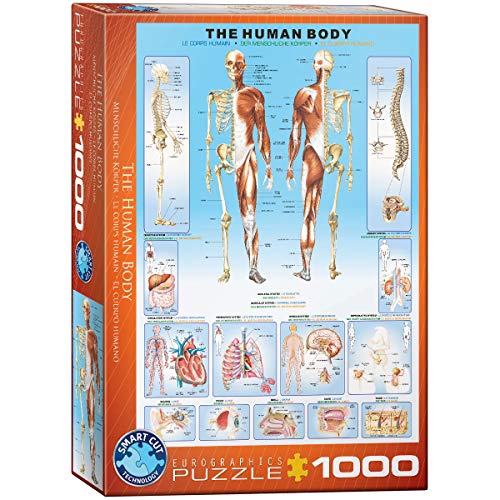 Eurographics 1000 Teile - Der menschliche Körper, 48x68cm von EuroGraphics