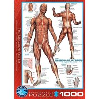 Eurographics 6000-2015 - Das Muskelsystem , Puzzle, 1.000 Teile von Eurographics