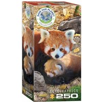 Eurographics 8251-5557 - Rote Pandas , Puzzle, 250 Teile von Eurographics
