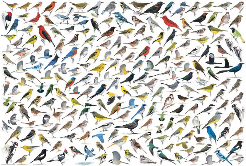 Eurographics Die Welt der Vögel von David Sibley 2000 Teile Puzzle Eurographics-8220-0821 von Eurographics