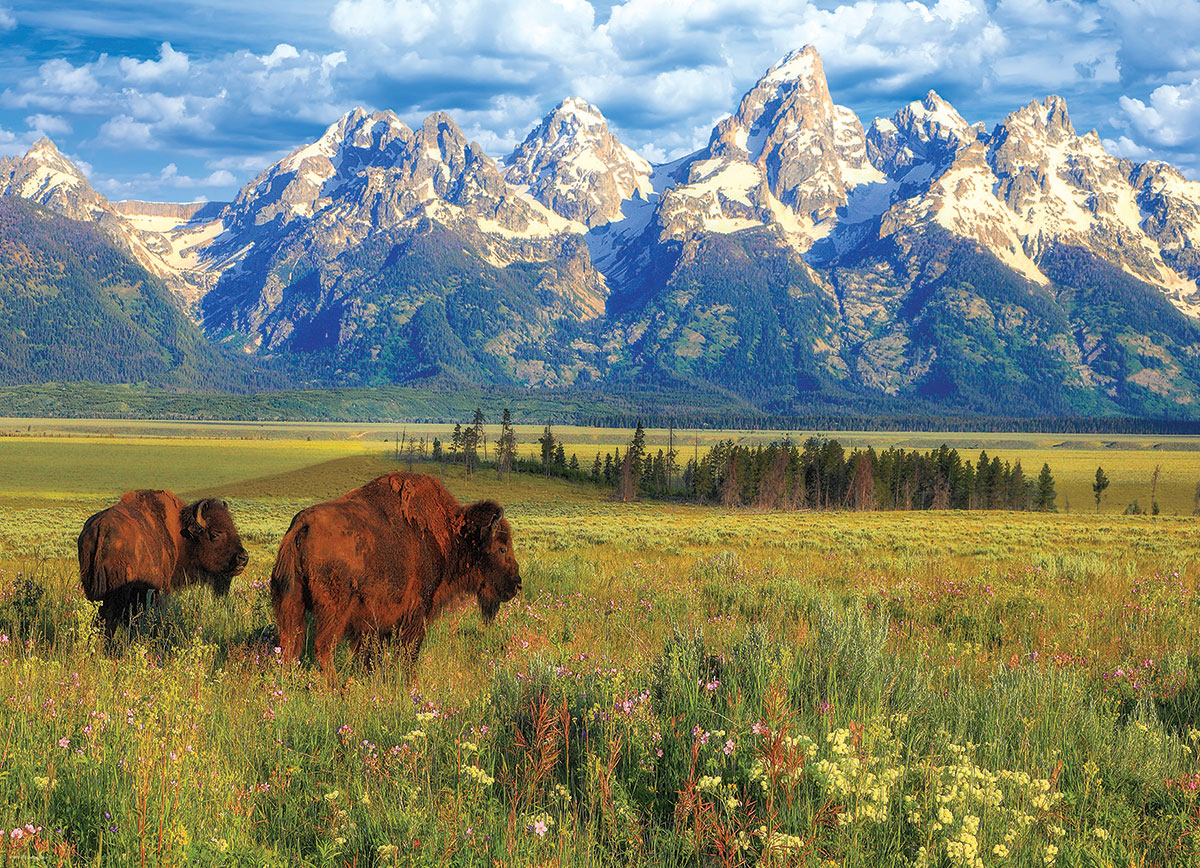 Eurographics Grand Teton Nationalpark 1000 Teile Puzzle Eurographics-6000-5474 von Eurographics