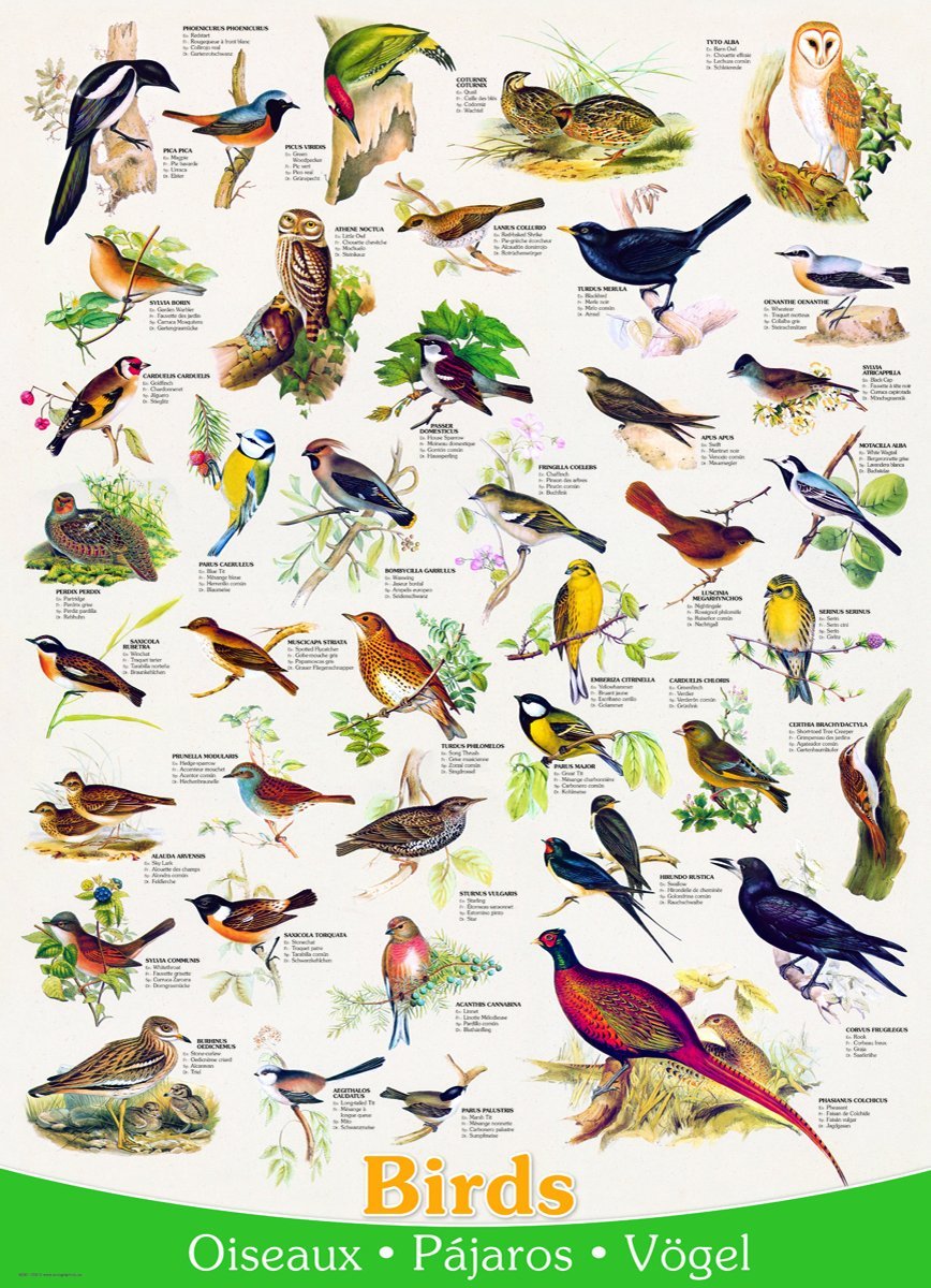 Eurographics Vögel (englischer Text) 1000 Teile Puzzle Eurographics-6000-1259 von Eurographics