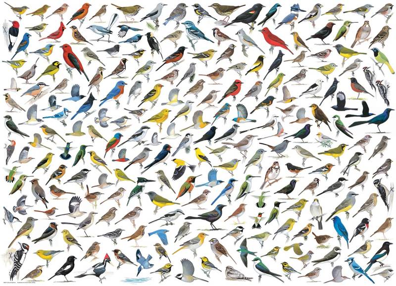 Eurographics Vögelwelt 1000 Teile Puzzle Eurographics-6000-0821 von Eurographics