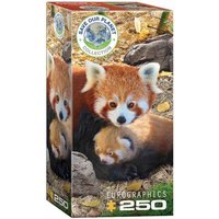 Eurographics 8251-5557 - Rote Pandas , Puzzle, 250 Teile von Eurographics