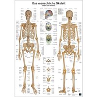 Anatomie-Lerntafel/Skelett von Europa-Lehrmittel