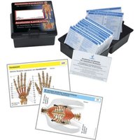 Anatomie-Lernkarten/Muskulatur von Europa-Lehrmittel