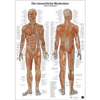 Anatomie-Lerntafel/Muskulatur von Europa-Lehrmittel