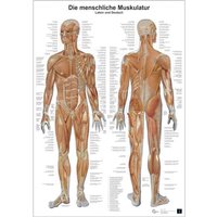 Anatomie-Lerntafel/Muskulatur von Europa-Lehrmittel