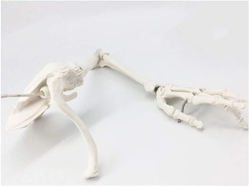 Armknochenmodell, medizinisches anatomisches menschliches Skelettmodell der oberen Extremitäten, Armknochen Skapula, Schlüsselbein, Oberarmknochen, menschliches Skelettmodell, pädagogisches Modell für von ExKaTe