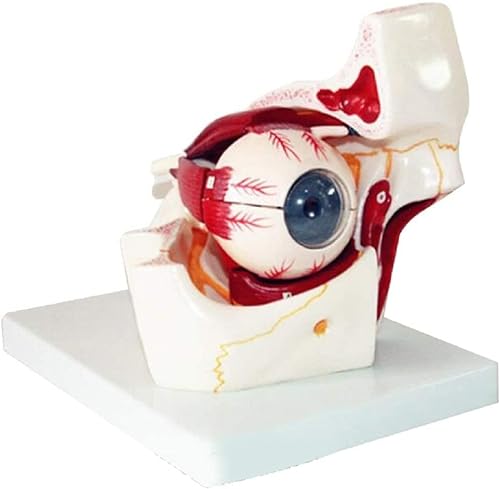 Menschliches Auge-Modell, 3-fach vergrößerter menschlicher Augapfel und Augenlid-Skelett-Modell, Orbit anatomisches Studienanzeige, Lehrressourcen-Werkzeug für Wissenschaft, Klassenzimmer, Studium, von ExKaTe
