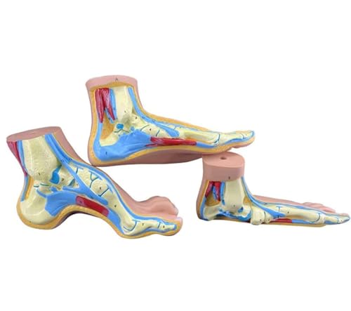 Menschliches Fußanatomie-Modell, 1:1 lebensgroßer flacher Fuß, gewölbter Fuß, Anatomie-Modell, menschliches Fußmuskelmodell, medizinische Lehrmittel, 3 Stück/Set. von ExKaTe
