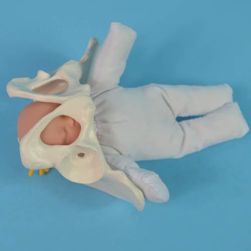 Mini Weibliches Becken Geburt Modell Baby Modell, Standard Geburt Simulator mit Modellen von Baby Becken, für Studie Display Lehre Medizinisches Modell von ExKaTe