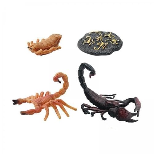 F Fityle 4X Skorpion Lebenszyklus Spielset, Tierfigur, Realistisches Montessori Kognitionsspielzeug, Lernzubehör, Lebenszyklus Set F Fityle 4X Skorpion Lebenszyklus Spielset, Tierfigur, Realistisches Montessori Kognitionsspielzeug, Lernzubehör, Lebenszyklus Set von F Fityle