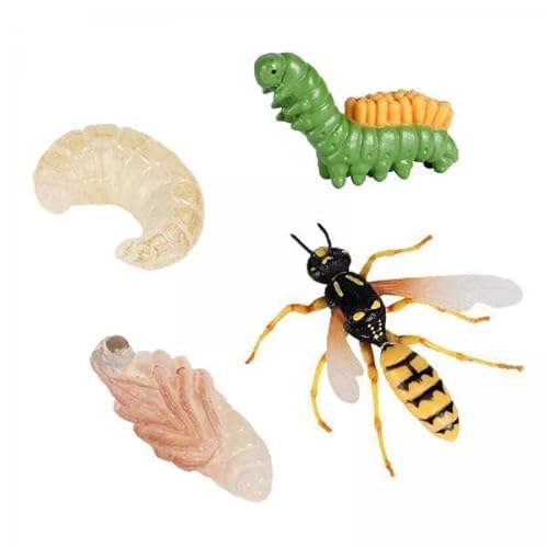 F Fityle 6X Lebensdauer Zyklus von Eine Wasp, Leben Zyklen Wachstum Modell Spiel Prop, Simulation Tier Natürliche Bildung Spielzeug von F Fityle