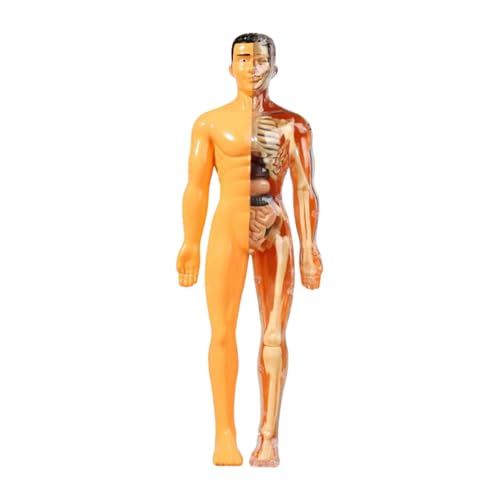 F Fityle Human Body Model Lehre Demonstration Zeigen Lernspielzeug realistische menschliche Biologie Unterricht Vorräte für Kinderstudienwerkzeug, Transluzenz F Fityle Human Body Model Lehre Demonstration Zeigen Lernspielzeug realistische menschliche Biologie Unterricht Vorräte für Kinderstudienwerkzeug, Transluzenz von F Fityle