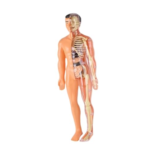 F Fityle Menschliches Körper Skelettmodell Modell Human Torso Organ Model Early Education Science Lernen 3D -Anatomie -Figur für häusliche Unterrichtshilfe, Durchscheinend F Fityle Menschliches Körper Skelettmodell Modell Human Torso Organ Model Early Education Science Lernen 3D -Anatomie -Figur für häusliche Unterrichtshilfe, Durchscheinend von F Fityle