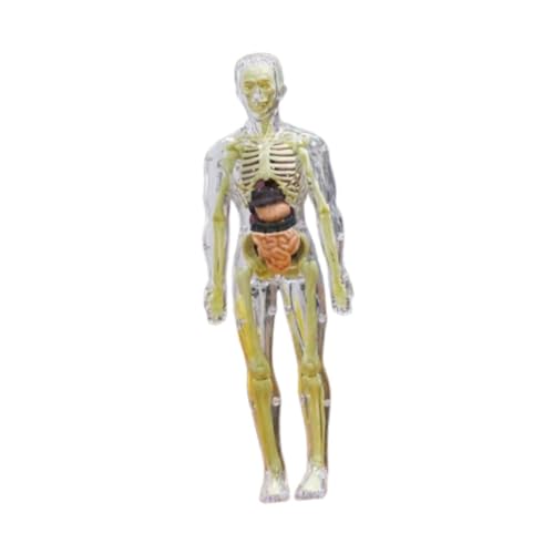 F Fityle Menschliches Körper Skelettmodell Modell Human Torso Organ Model Early Education Science Lernen 3D -Anatomie -Figur für häusliche Unterrichtshilfe, Transparent F Fityle Menschliches Körper Skelettmodell Modell Human Torso Organ Model Early Education Science Lernen 3D -Anatomie -Figur für häusliche Unterrichtshilfe, Transparent von F Fityle