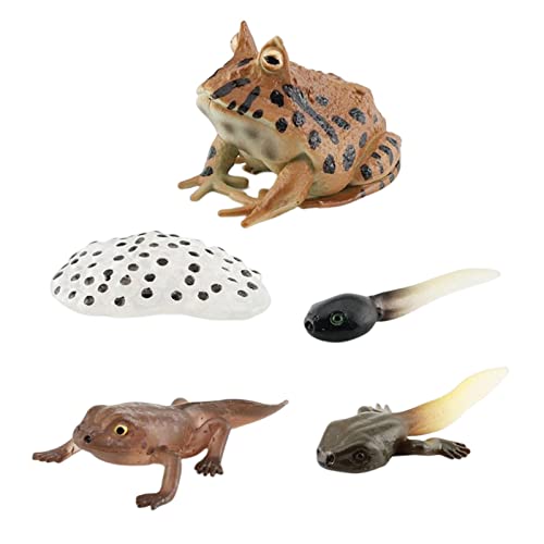 F Fityle Montessori-Zyklusfiguren Tiere Kognitive realistische Tierfiguren Frösche Lebenszyklusmodell für Vorschul-Kleinkind-Kinderprojekt, Stil c F Fityle Montessori-Zyklusfiguren Tiere Kognitive realistische Tierfiguren Frösche Lebenszyklusmodell für Vorschul-Kleinkind-Kinderprojekt, Stil c von F Fityle