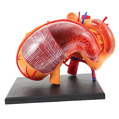 FELTECHELECTR Anatomisches Modell des menschlichen Magens für den Unterricht und zum Basteln FELTECHELECTR Anatomisches Modell des menschlichen Magens für den Unterricht und zum Basteln von FELTECHELECTR