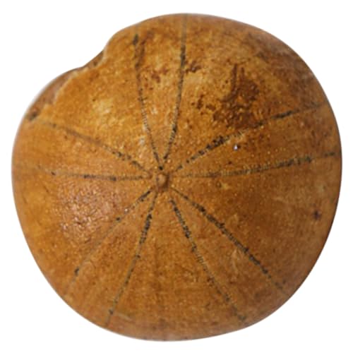 FELTECHELECTR 1Stück Langlebiges Seeigel Tischornament Pädagogisches Modell für Tischschmuck Wissenschaftliches Lehrmaterial Kreativspielzeug für Paläontologie Fans FELTECHELECTR 1Stück Langlebiges Seeigel Tischornament Pädagogisches Modell für Tischschmuck Wissenschaftliches Lehrmaterial Kreativspielzeug für Paläontologie Fans von FELTECHELECTR