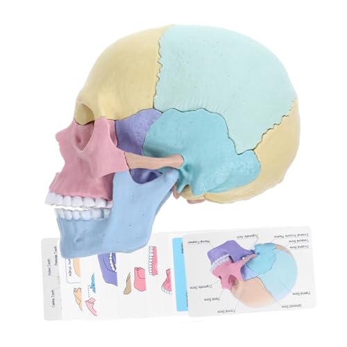 FELTECHELECTR Abnehmbares Schädelmodell für Anatomieunterricht Menschliches Anatomiemodell Realistische Darstellung Lehrmittel für Medizinische Ausbildung von FELTECHELECTR