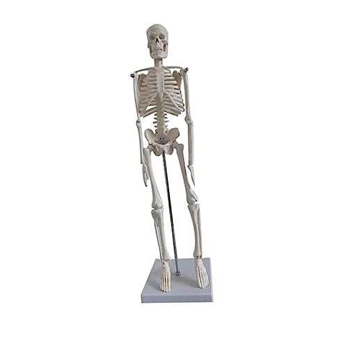 FELTECHELECTR Anatomisches Menschliches Skelettmodell Detailliertes Skelett Für Medizinische Ausbildung Anatomie Studien Und Yoga Übungen Mit Beweglichen Oberen Gliedmaßen FELTECHELECTR Anatomisches Menschliches Skelettmodell Detailliertes Skelett Für Medizinische Ausbildung Anatomie Studien Und Yoga Übungen Mit Beweglichen Oberen Gliedmaßen von FELTECHELECTR