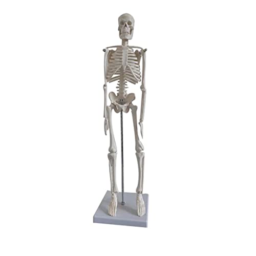 FELTECHELECTR Anatomisches Skelettmodell Für Medizinische Und Wissenschaftliche Zwecke Realistisches Menschliches Skelettmodell Zur Unterstützung Von Yoga Fitness Und Kunst von FELTECHELECTR
