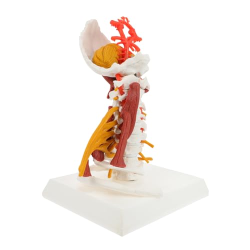 FELTECHELECTR Halswirbel Menschliches Modell Bildung Pvc Material Halswirbelsäule Für Ärzte Studenten von FELTECHELECTR