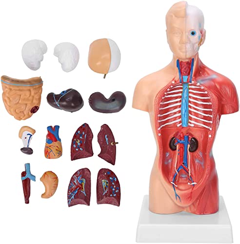 FHGDXCADCX Skelett-Modelle, pädagogisches Modell, menschliches Torso-Modell, 28 cm, menschliches Torso-Modell, abnehmbar, interne Bildung, anatomisches Montagemodell FHGDXCADCX Skelett-Modelle, pädagogisches Modell, menschliches Torso-Modell, 28 cm, menschliches Torso-Modell, abnehmbar, interne Bildung, anatomisches Montagemodell von FHGDXCADCX