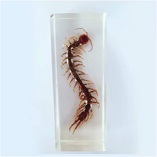 FHUILI Centipede Exemplar - Real Harz Insektenproben Modell - transparentes Centipede Embedded Probe Harzhandwerk - für Biologie-Unterrichtsanzeige FHUILI Centipede Exemplar - Real Harz Insektenproben Modell - transparentes Centipede Embedded Probe Harzhandwerk - für Biologie-Unterrichtsanzeige von FHUILI
