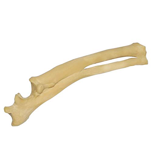 FHUILI Hund Ulna Radius Knochen Modell - Hund Skeleton Knochen Anatomie Modell - Tierisches Skelett Natur Knochen-Modell - für Orthopädische Chirurgie Demonstration Praxis Lehr FHUILI Hund Ulna Radius Knochen Modell - Hund Skeleton Knochen Anatomie Modell - Tierisches Skelett Natur Knochen-Modell - für Orthopädische Chirurgie Demonstration Praxis Lehr von FHUILI