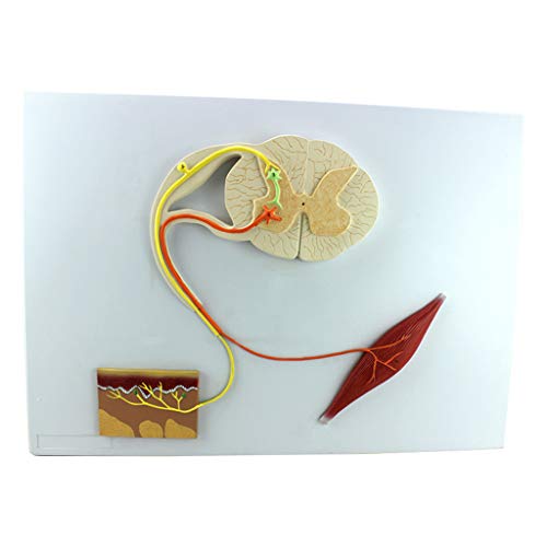 FHUILI Neural Reflexbogen Modell Human Anatomy Wissenschaft Modell - Medizin Anatomische Reflex zentralen Nervensystems Conduction Knie Reflex Nerve Conduction-Modell - für das Studium Lehr FHUILI Neural Reflexbogen Modell Human Anatomy Wissenschaft Modell - Medizin Anatomische Reflex zentralen Nervensystems Conduction Knie Reflex Nerve Conduction-Modell - für das Studium Lehr von FHUILI