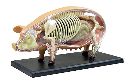 FHUILI Schwein Anatomisches Modell - Tier Anatomie Modell - Abnehmbarer 19 Organe Körperteile Medizinisches Anatomische Tiermodell - für Studien Anzeige Teaching Medical Modell FHUILI Schwein Anatomisches Modell - Tier Anatomie Modell - Abnehmbarer 19 Organe Körperteile Medizinisches Anatomische Tiermodell - für Studien Anzeige Teaching Medical Modell von FHUILI