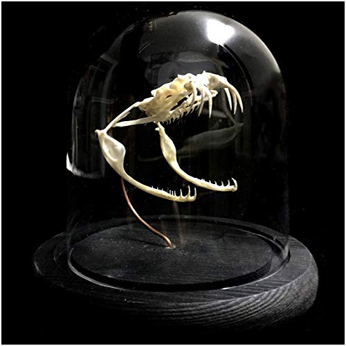 FHUILI Snake Skull Replica - Echt Tierschädel Modell Snake Schädelkopf Modell für Tierarztmedizin Unterrichtsstudie Anzeige, Home Office Bar Dekoration Sammlung,A von FHUILI