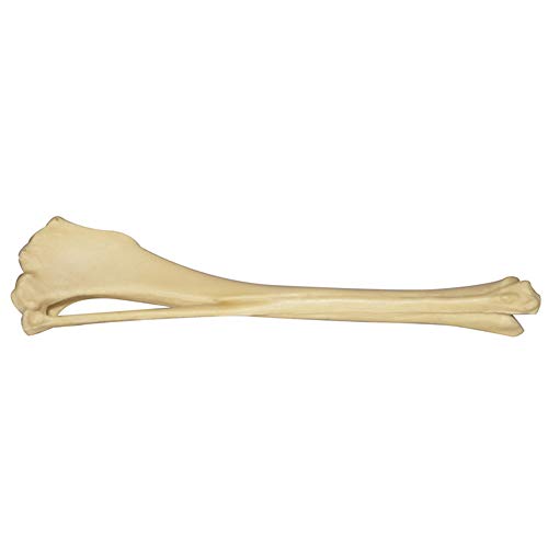 Hundehunde- Tibia Fibula Modell - Simulation Tierisches Skelett Knochenmodell - Life Size Hunde natürlichen Knochenmodell - für Orthopädische Chirurgie Demonstration Praxis Lehr Hundehunde- Tibia Fibula Modell - Simulation Tierisches Skelett Knochenmodell - Life Size Hunde natürlichen Knochenmodell - für Orthopädische Chirurgie Demonstration Praxis Lehr von FHUILI