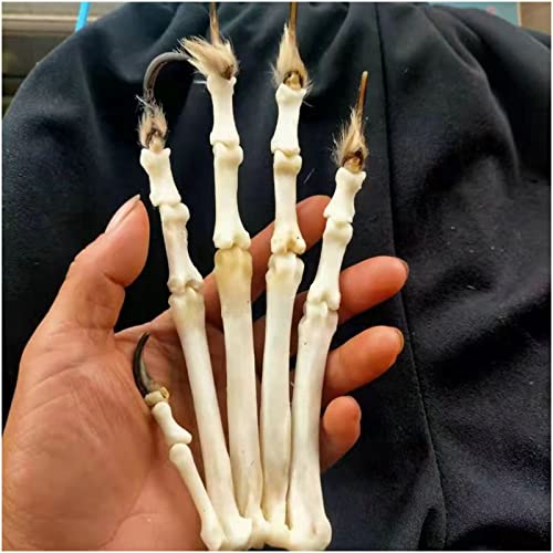 Original Taxidermy Tierknochen Pfotenmodell Fuchs Pfotenprobe für Bar Home Decoration Kunst Sammlung Veterinary Teaching Tool von FHUILI