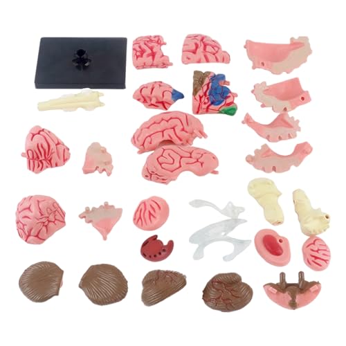 Menschliches Gehirnmodell, anatomisches Modell, Lehrmittel, Modell mit Display-Basis, farbcodiertes Arteriengehirn, Gehirnmodell zum Lernen von Wissenschaft, Klassenzimmer, Studium, Display von FINLALO