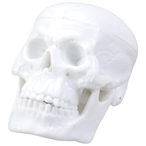 Professionelle Schädelfigur Unterrichtsmodell Mit Spring Chin Design Für Bildungseinrichtung Studio Studie Anzeige Anatomische Schädel Replikate Professionelle Schädelfigur Unterrichtsmodell Mit Spring Chin Design Für Bildungseinrichtung Studio Studie Anzeige Anatomische Schädel Replikate von FIRSTXIU