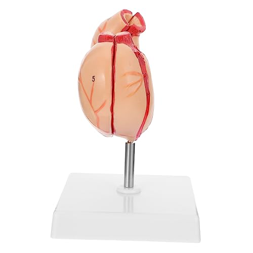 FIXOSHEE 1Stück Anatomisches Modell Des Menschlichen Medizinisches Lehrmodell für Physiologieunterricht Lebensechte Darstellung Vielseitig FIXOSHEE 1Stück Anatomisches Modell Des Menschlichen Medizinisches Lehrmodell für Physiologieunterricht Lebensechte Darstellung Vielseitig von FIXOSHEE