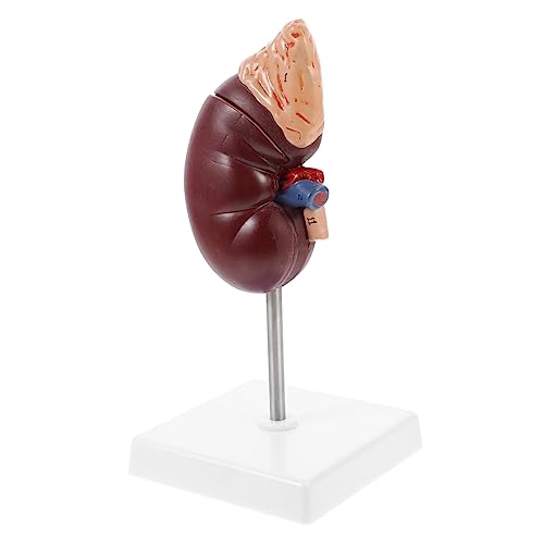 FIXOSHEE 1Stück Maßstab Abnehmbar für Lehrzwecke Anatomisches Modell für Medizinische Ausbildung Basis Halterung FIXOSHEE 1Stück Maßstab Abnehmbar für Lehrzwecke Anatomisches Modell für Medizinische Ausbildung Basis Halterung von FIXOSHEE