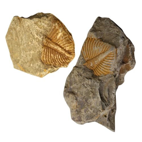 FIXOSHEE 2 Stück 2 teiliges Trilobiten Exemplar als pädagogisches Dekorationsobjekt für Klassenzimmer und Sammlungen Natürliche Versteinerung als Lehrmaterial und Tischschmuck für von FIXOSHEE
