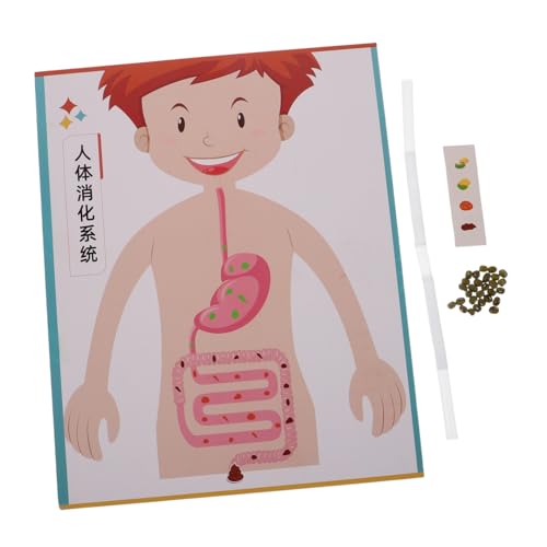 FIXOSHEE 4 Sätze Digestive System Model DIY Science Experiment Kit für Interaktives Lernspielzeug Realistische Nachbildung Pädagogisches Bastelset für Schule und Zuhause FIXOSHEE 4 Sätze Digestive System Model DIY Science Experiment Kit für Interaktives Lernspielzeug Realistische Nachbildung Pädagogisches Bastelset für Schule und Zuhause von FIXOSHEE