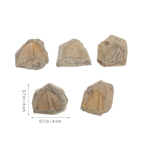 FIXOSHEE 5 Stück Teiliges Fossilien Natürliche Simulation Modell Verschiedene Formen Pädagogische krebstiere Echtes Schüler Lehrproben für Archäologie Experimente und Sammler von FIXOSHEE