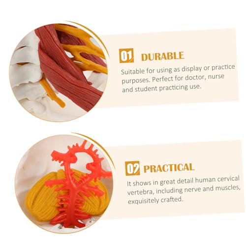 FIXOSHEE Anatomisches Menschliches Halswirbelsäulenmodell mit Nerven und Muskeln PVC Detailgetreues Medizinisches Lehrmodell für Unterricht und Demonstration FIXOSHEE Anatomisches Menschliches Halswirbelsäulenmodell mit Nerven und Muskeln PVC Detailgetreues Medizinisches Lehrmodell für Unterricht und Demonstration von FIXOSHEE